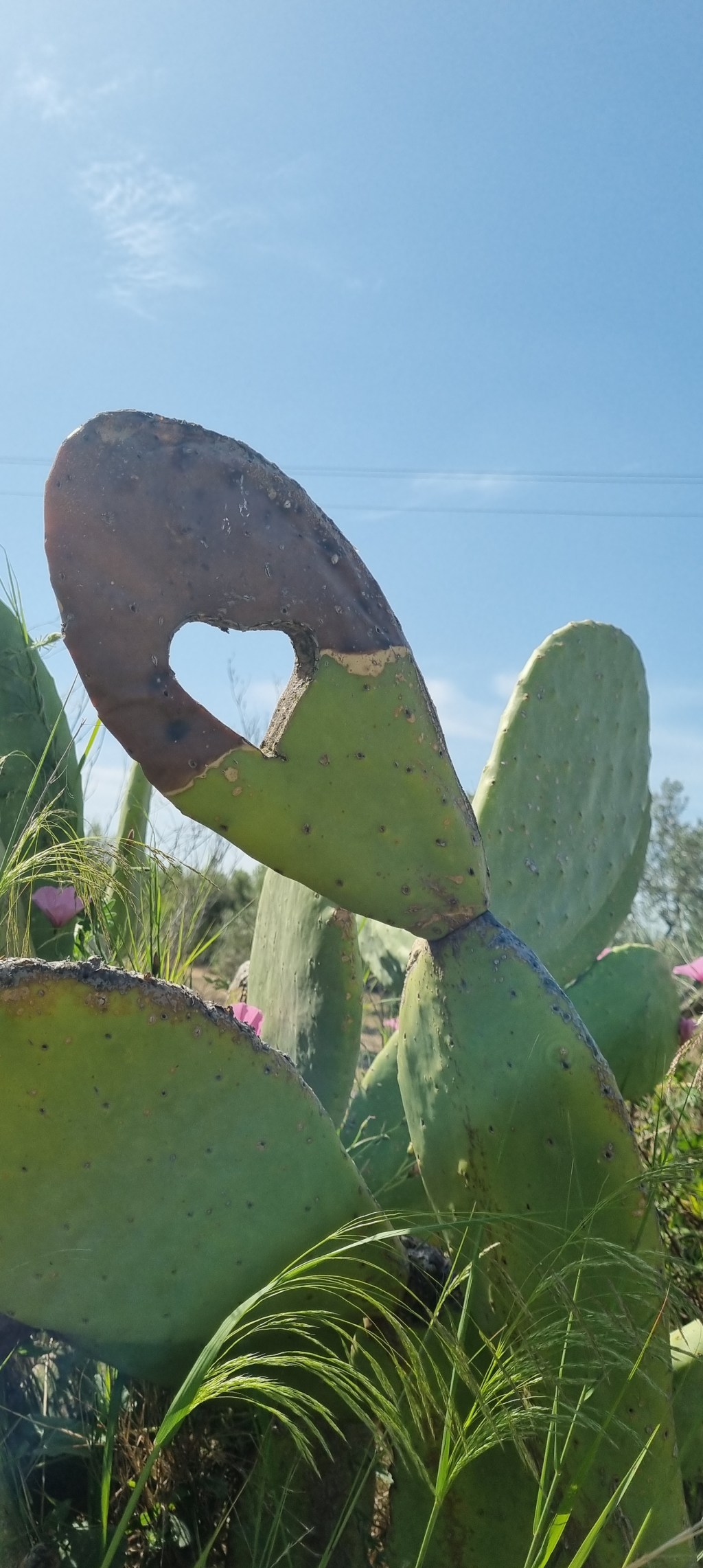 36. Woche:  Magna Via Francigena Sicilia Part 2 – von Filagra bis&nbsp;Aragona